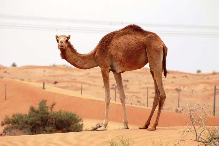 Explore the charm of the Dubai desert where camels roam freely. Take memorable photos experience their lifestyle and enjoy a unique camel ride through stunning sandy landscapes.